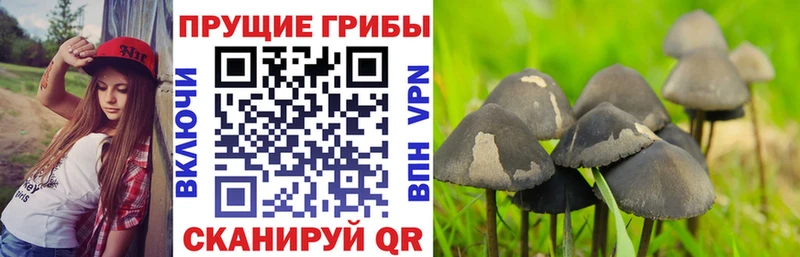 МЕГА ссылка  Старый Оскол  Галлюциногенные грибы GOLDEN TEACHER 